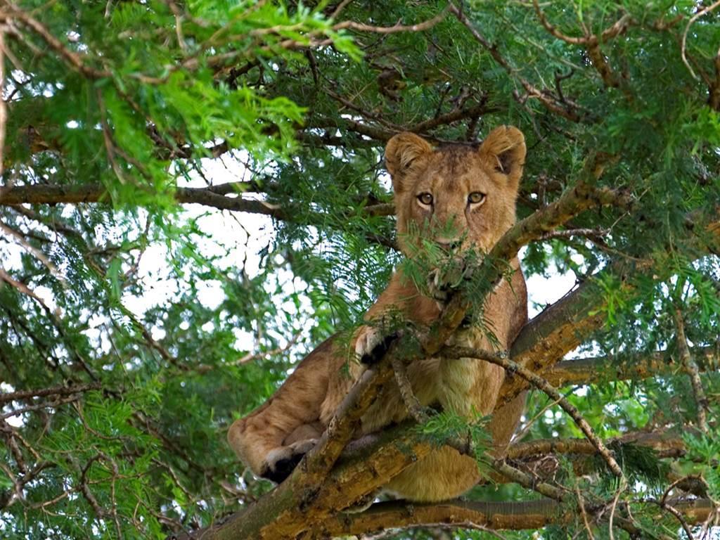 Here's a look at the primary attractions of some of Uganda's best national parks: Queen Elizabeth National Park Located in the southwest about 400 km from Kampala, Queen Elizabeth National Park is