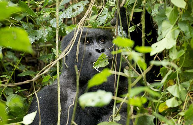 Bwindi Impenetrable Forest National Park Although small just 321 square kilometers Bwindi Impenetrable Forest National Park is of crucial importance as home to the world's largest population of