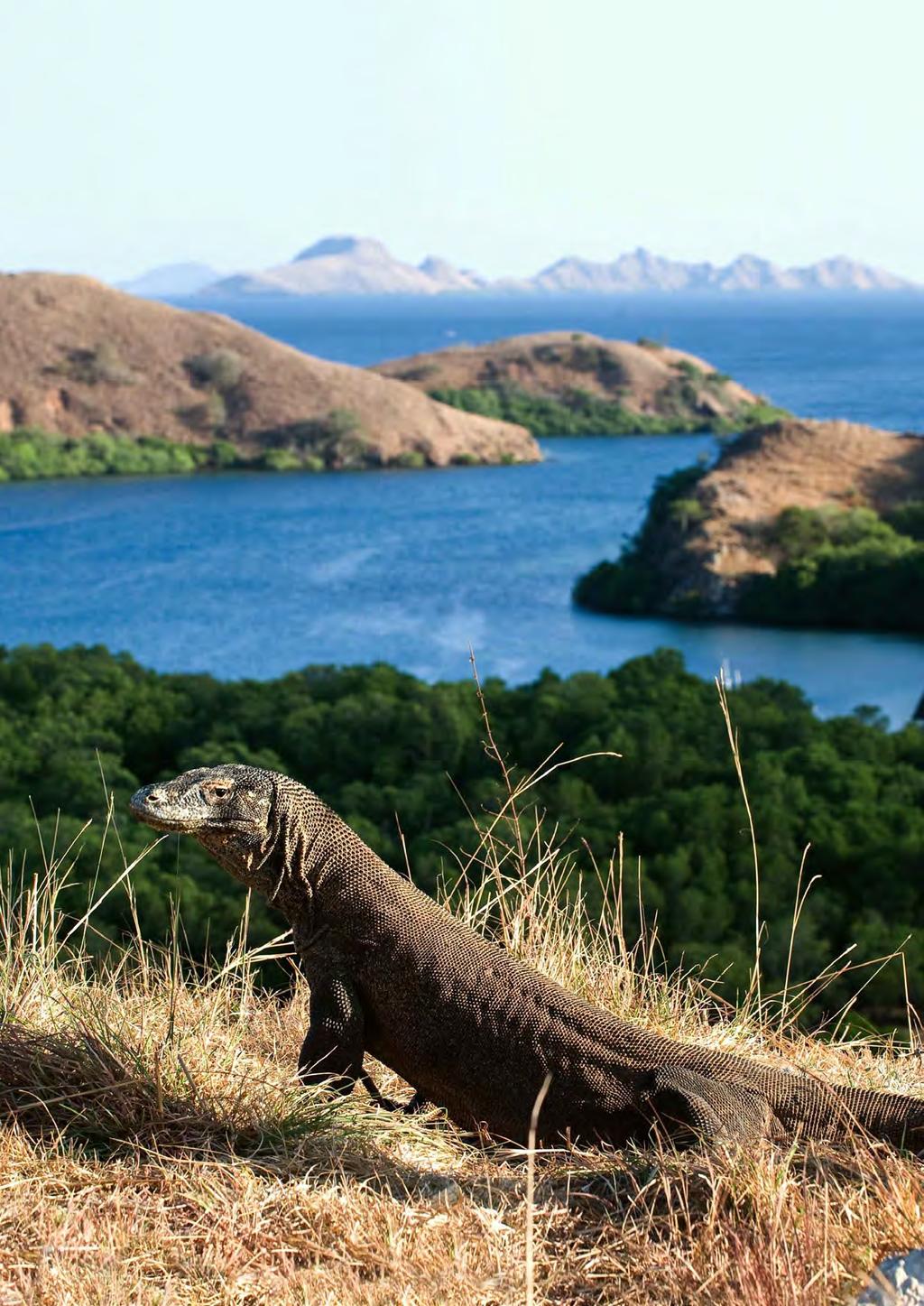 Komodo Dragon DAY 4 RINCA After breakfast, a short trip in the tender takes us to see the majestic dragons