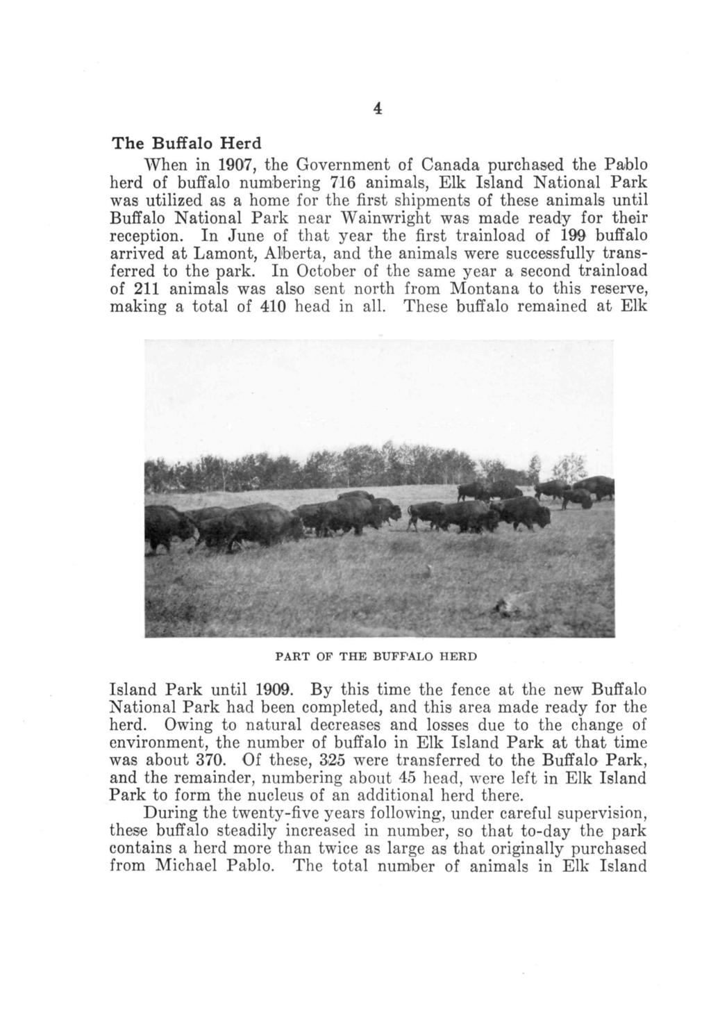 4 The Buffalo Herd When in 1907, the Government of Canada purchased the Pablo herd of buffalo numbering 716 animals, Elk Island National Park was utilized as a home for the first shipments of these