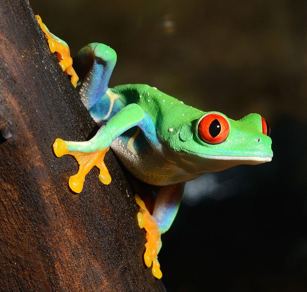 Red-eyed tree frog With 4% of the earth s biodiversity packed onto just 0.03% of its surface, Costa Rica s varied ecosystems encompass a wealth of nature to preserve and protect.