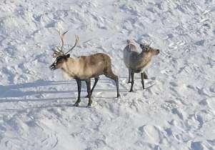 In brief, the proposed actions are to: Manage winter recreational access to critical caribou habitat in the Maligne Valley to make it harder for wolves to travel into critical habitat Consider the