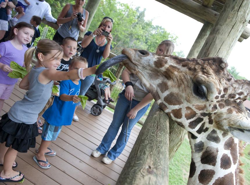 and more. You can even feed a giraffe!