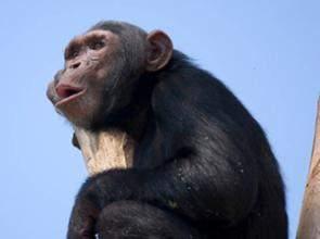 Best of Uganda Gorillas, Chimpanzees & Game 2015 Lodge Safari (8 Day / 7 Night) An incredible journey into East Africa this eight day safari includes return flights to Bwindi/QENP allowing maximum