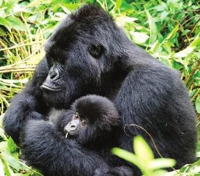 Africa gorilla adventure trip highlights Track Mountain Gorillas in Volcanoes National Park Observe Golden Monkeys in their natural habitat Spend time with these magnificent creatures in a once in a