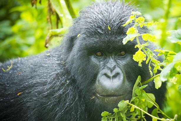 DAY 5 - PARC NATIONAL DES VOLCANS July 12 We again hike the slopes of the Virunga Mountains using your second gorilla permit. This time it is a different gorilla family group and location.