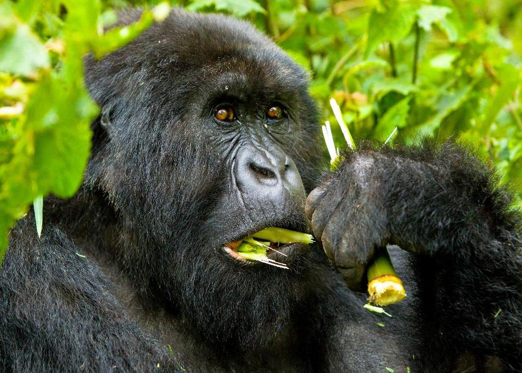 16 17 April 2018 Bwindi Impenetrable National Park Two days of tracking! The Mountain Gorillas in Bwindi are part of a worldwide population of just 820.