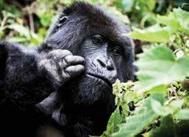 THE GORILLAS OF Rwanda There are two species