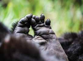 The eastern gorilla consists of two