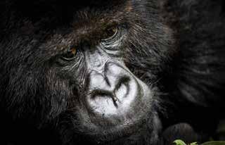 The mountain gorilla is the best known of