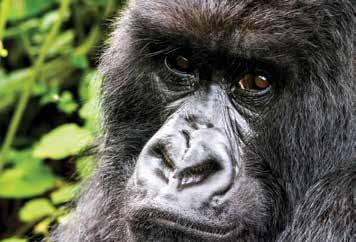 of Dian Fossey and others, but just a