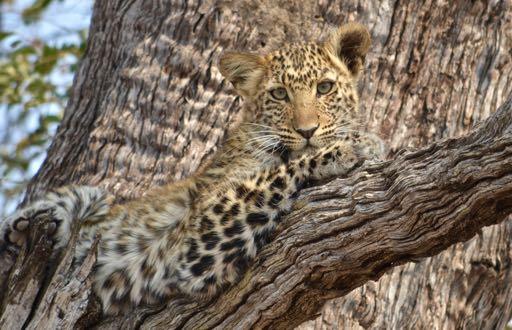 LADIES ONLY SAFARI TO KENYA AND TANZANIA SMALL GROUP 4 X 4 SAFARI STAYING IN COMFORTABLE TENTED CAMPS AND LODGES - SEPTEMBER 2019 ITINERARY 15 September 2019 Nairobi On arrival into Nairobi, you will