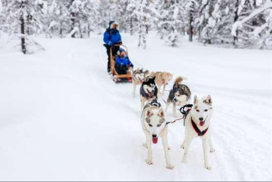 After breakfast enjoy what for many is the favourite day of a trip to Lapland driving your own sled dog team.