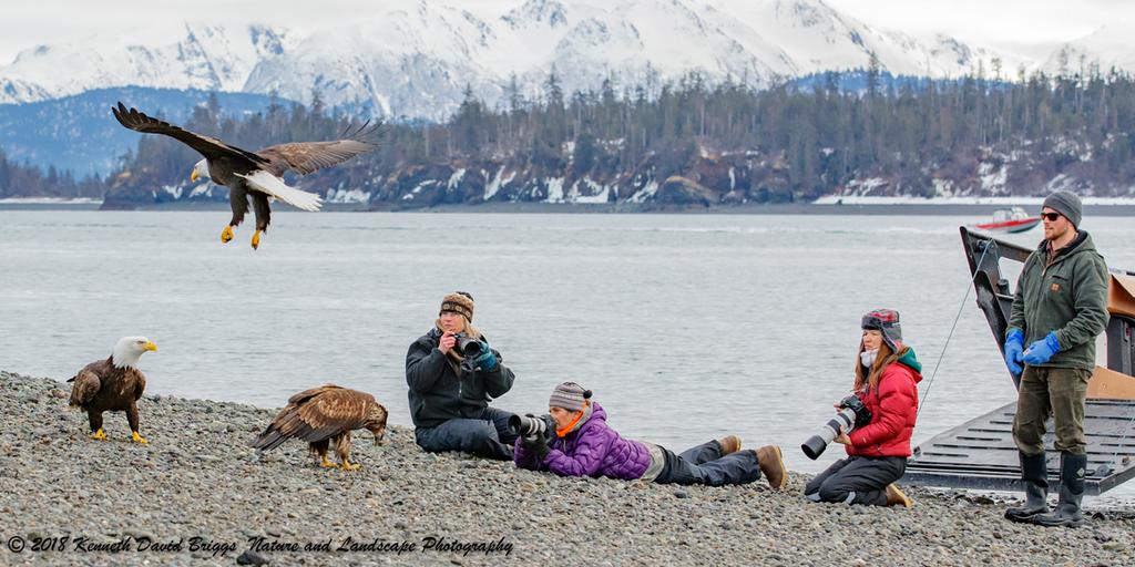 Eagles, Homer Alaska March 16-21, 2019 Every year thousands of eagles winter in and around Homer, Alaska.