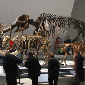 The ROM has world-renowned galleries of dinosaurs,