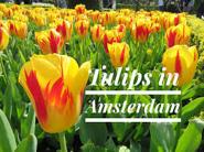 OUR ITINERARY (subject to change) Day 1 (Saturday, April 18): Leave USA Day 2 (Sunday, April 19): Arrive Amsterdam. Check into hotel.