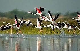 Bharatpur Bharatpur is famous for wonderful Unesco-listed Keoladeo National Park, a wetland and significant bird sanctuary.