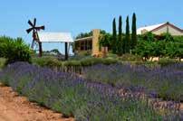 splendid visitor centre where you can enjoy lunch, morning or afternoon tea and a Thai-style dinner in the evening. 4. Angove Family Winemakers.