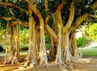 giant baobab trees and myrrh and