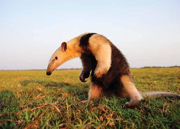 GIANT ANTEATER Terms & Conditions Deposit & Final Payment A $1,000-per-person deposit is required to reserve space on this program.