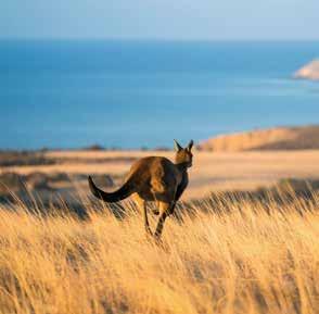Visit Kangaroo Island, encounter sea lions, dolphins and sharks on the Eyre Peninsula and observe
