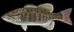 Freshwater Fish in Canada Without exception,