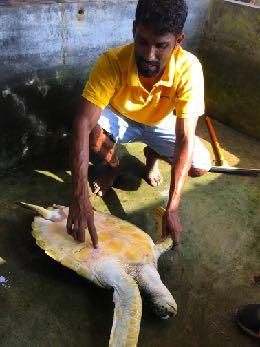 Turtle Hatchery is run by Nilanga and his family There is