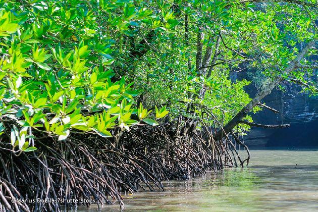 mangroves - Led by