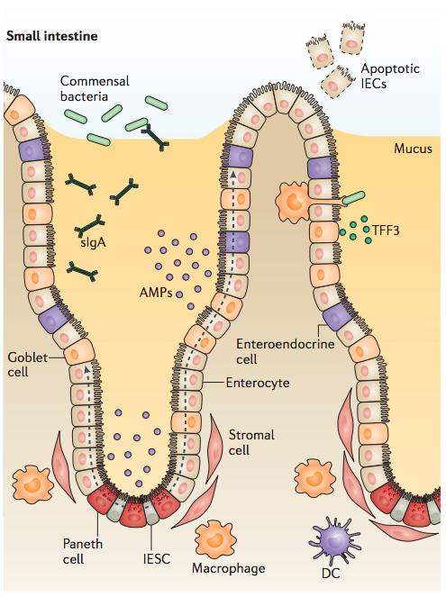 How does norovirus-commensal bacteria binding stimulate viral attachment to host cells in the intestinal tract?