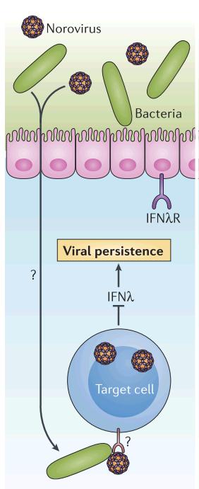 Gut microbiota can suppress IFN signaling