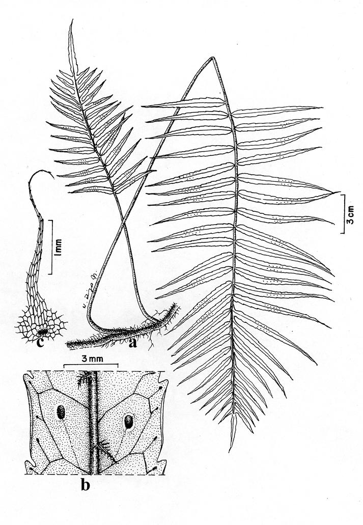 262 FERN GAZETTE: VOLUME 15 PART 7 (1999) Figure 1: Goniophlebium coadunatum Barcelona & M.G. Price. a. Habit of adult plant; b.