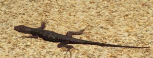 What s up Third Graders? Yo! So you re coming up to visit the Santa Rosa Plateau Ecological Reserve. That s cool. Maybe you ll see me out on the trail. I m a western fence lizard.