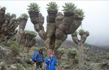Rongai Route This climbing safari avoids the crowded Marangu Route on Kilimanjaro, preferring to approach the mountain from the north by the lightly used Rongai route.