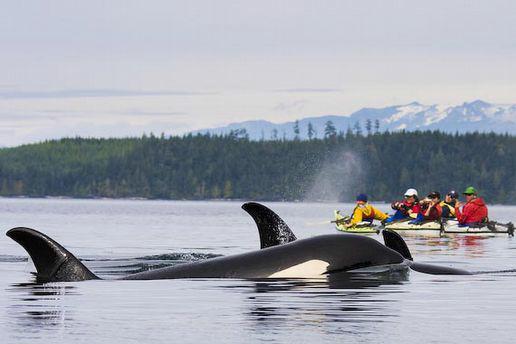 Campbell River to reach Telegraph Cove from where, at 1 p.m., you will make the trip to observe the most beautiful marine orcas in the world, in the Johnson Strait, You will experience the emotion of