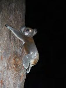 Figure 8: Incidental sighting of koala showing clinical signs of Chlamydia near site 9 (Photo: Ross Goldingay). 5.