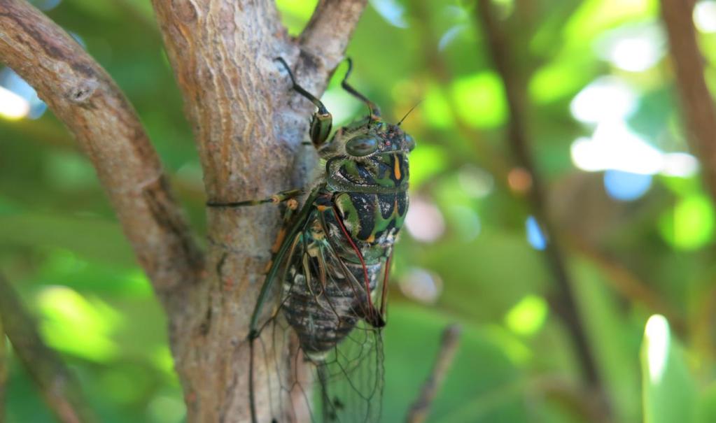 Above: Cicada close-up.