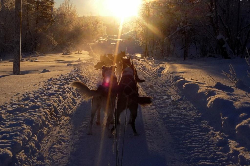 WINTER 2017-18: DEC-APRIL Dog sledding and Pasvik guesthouse (KP06) ACTIVITY: DOG SLEDDING TOUR AND HUNTING FOR THE NORTHERN LIGHTS incl dinner 17.00-22.00. Pick up at hotel.