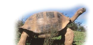 Galapagos Islands via Guayaquil For visitors who just plan to tour on the Galapagos Island, we recommend travel to Galapagos via Guayaquil.