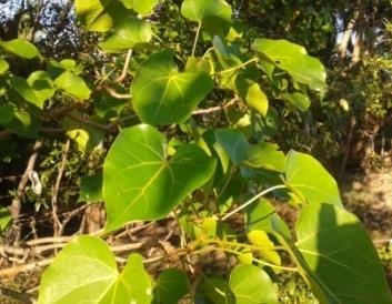 Identified Mangroves Flora Cerbera odollam Excoecaria agallocha Acrostichium aureum Sonneratia