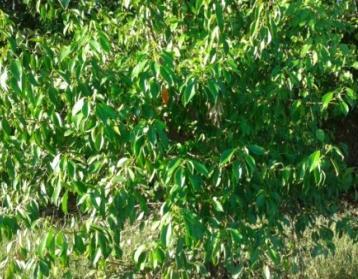 According to the sample, 69% told, the density of mangrove species like, Cerbera odollam, Pandanas