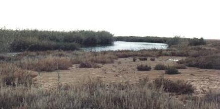 The site is important for a number of endangered species, notably gazelles, bustards, and marbled teal, and also qualifies for the List for its significance as habitat for indigenous fish species.