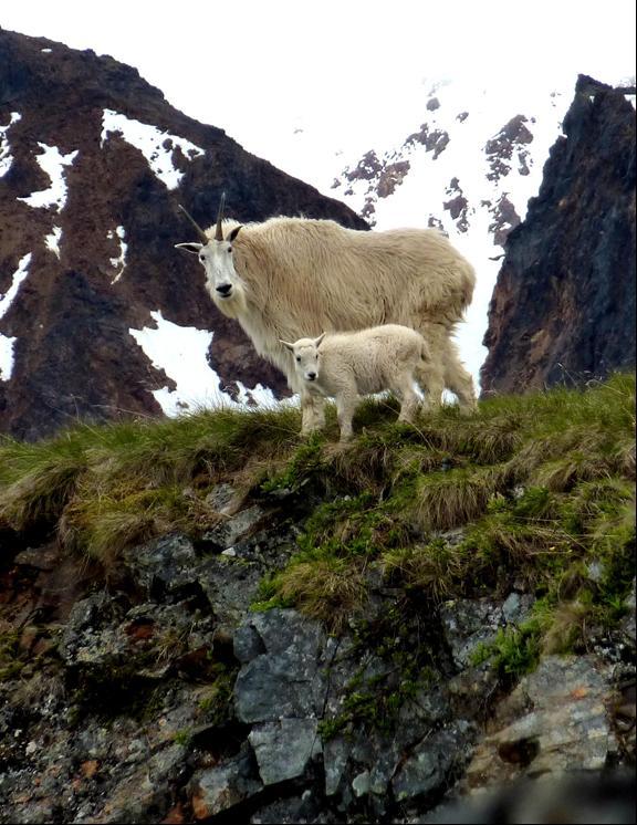 The province has an obligation to maintain the current population of mountain goats, to conserve high quality goat habitat and to prevent human activities that may adversely affect