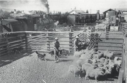Figure 11. Omakau sheep, February 1960. Omakau was so cold that its goods shed was the only one in New Zealand to have a fireplace and chimney. Photo courtesy of New Zealand Railways.