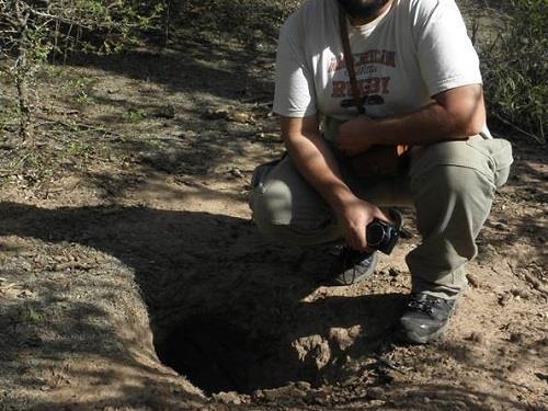 Left: Figure 2. Giant armadillo burrow in Copo National Park.