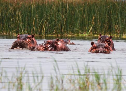 There is also an excursion to Wondo Guenet hot springs, including bird watching and the option to take a boat trip to spot hippos.