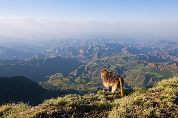 After breakfast drive to the jagged panorama of the Simien Mountains National Park, famed for its exclusive landscape, afro-alpine vegetation, and unique wildlife, where you may spot the endemic