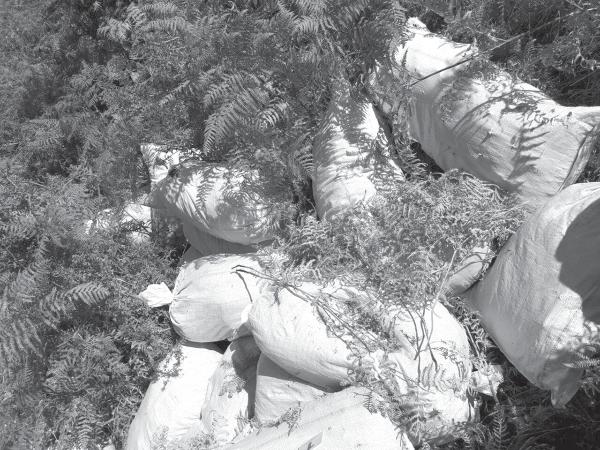 kronike E Diel 27 Gusht 2017 15 Eraldo Canaj u kap me 102 kg kanabis në aksin Vlorë-Orikum Sekuestrohet 260 kg kanabis në Vlorë, Gjirokastër dhe Himarë, përfundon në pranga 26-vjeçari Ermal VIJA P