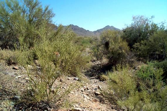 ENVIRONMENTAL PLANNING ELEMENT INTRODUCTION This element describes the natural surroundings and environmental quality within the Town of Cave Creek.