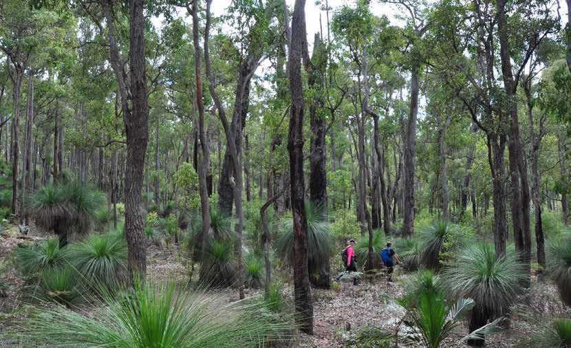 Walking Estimated project cost $750,000 For thousands of years, long before European settlement, the Noongar traditional owners walked what is now known as Lane Poole Reserve.
