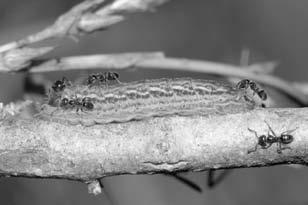 This species was only described in 1978 and is known only from a small area on the NSW Central Tablelands. Photograph by Simon Nally. The larvae of P.